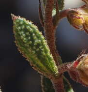 Imagem de Hermannia decipiens E. Mey.