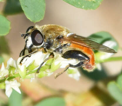 Image of <i>Polydontomyia curvipes</i>