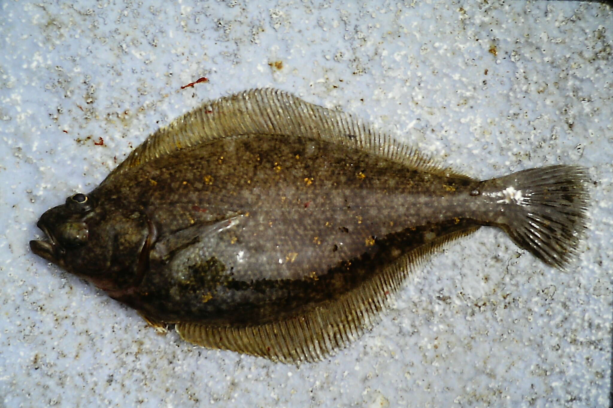 Image of Pacific sanddab