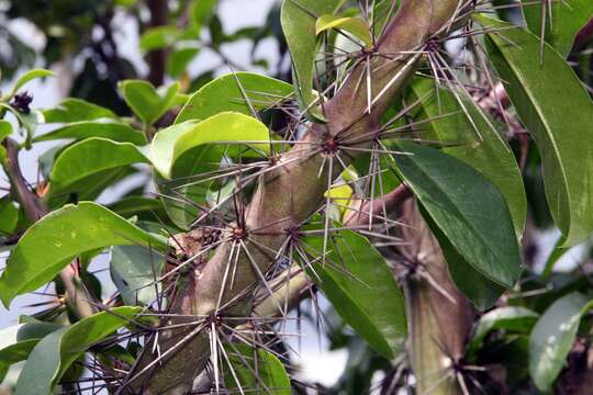 صورة Pereskia grandifolia Haw.