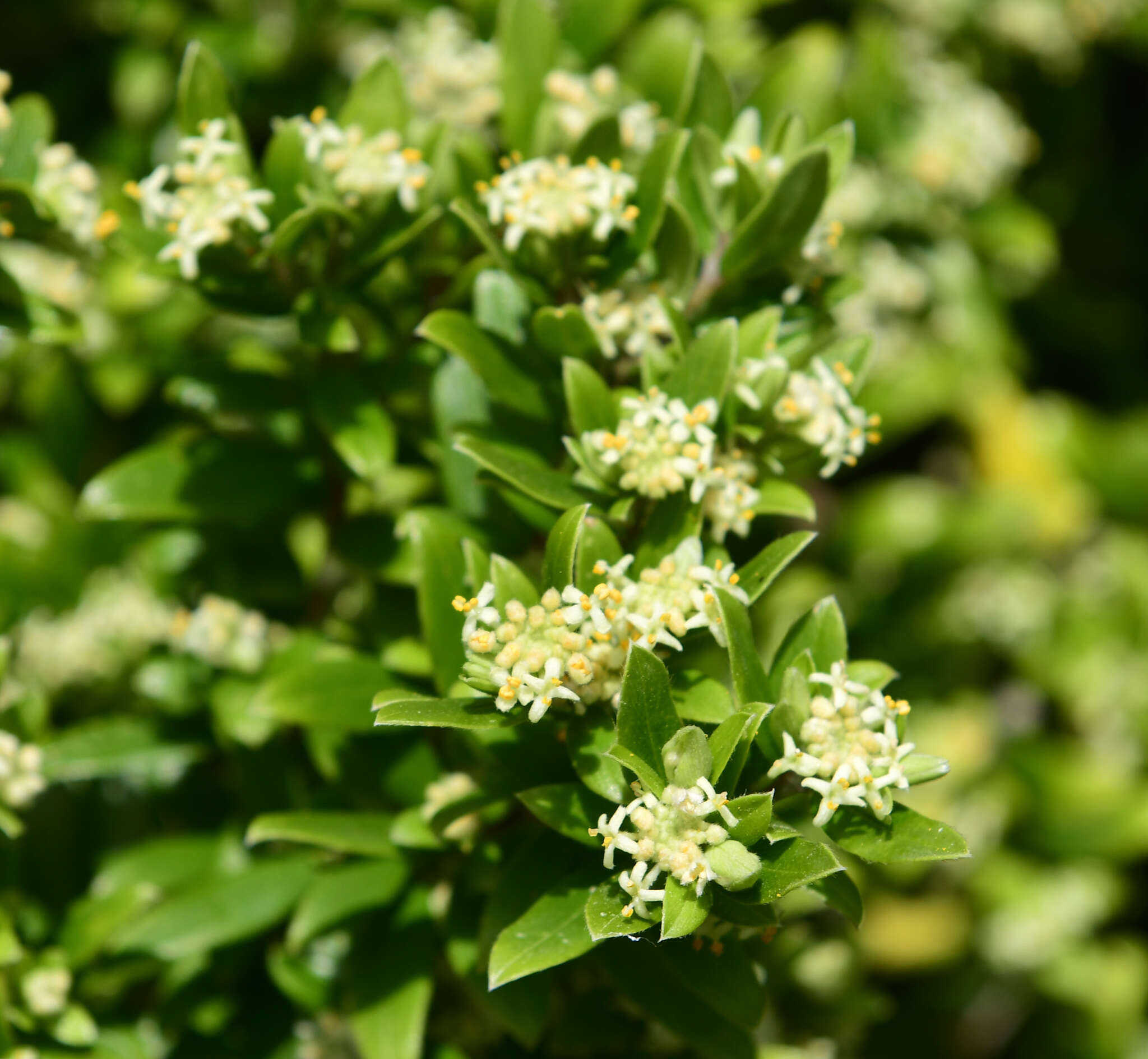 Image of Pimelea clavata Labill.