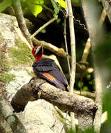 Image of Red-necked Woodpecker