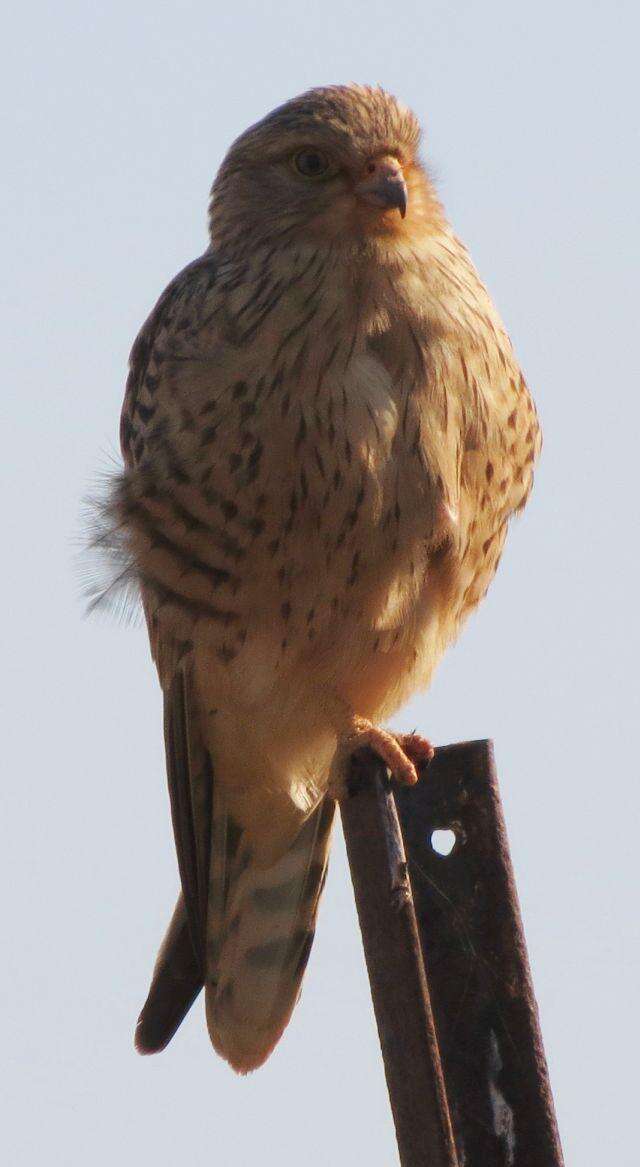 Image of Greater Kestrel