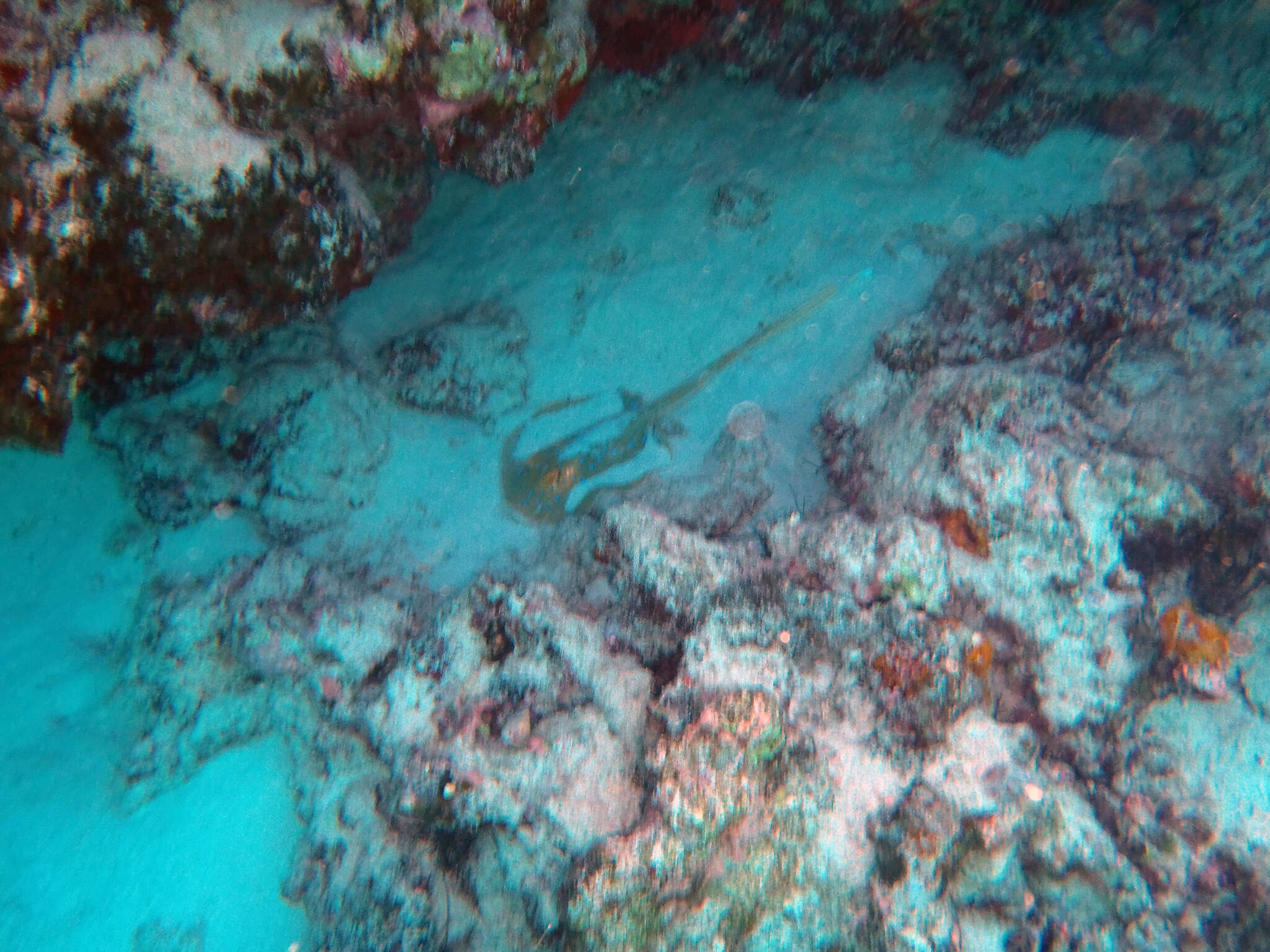 Image of Oceania fantail ray