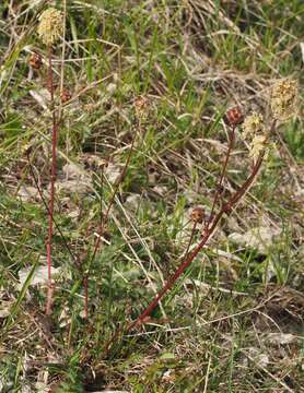 Imagem de Poterium sanguisorba L.