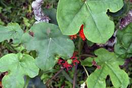 Image of goutystalk nettlespurge