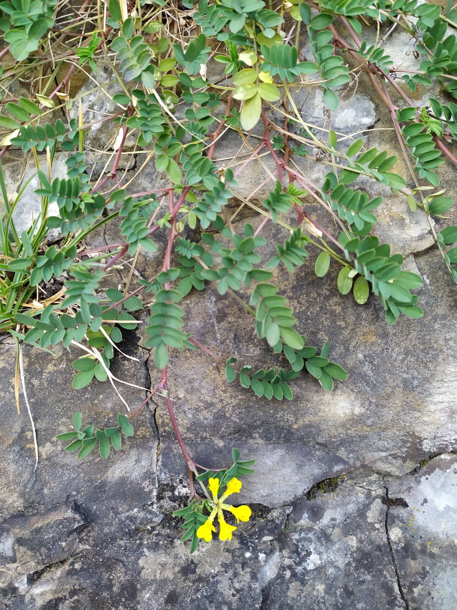 Image of Horseshoe-vetch