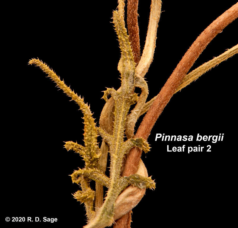 Image of Pinnasa bergii (Hieron.) Weigend & R. H. Acuña