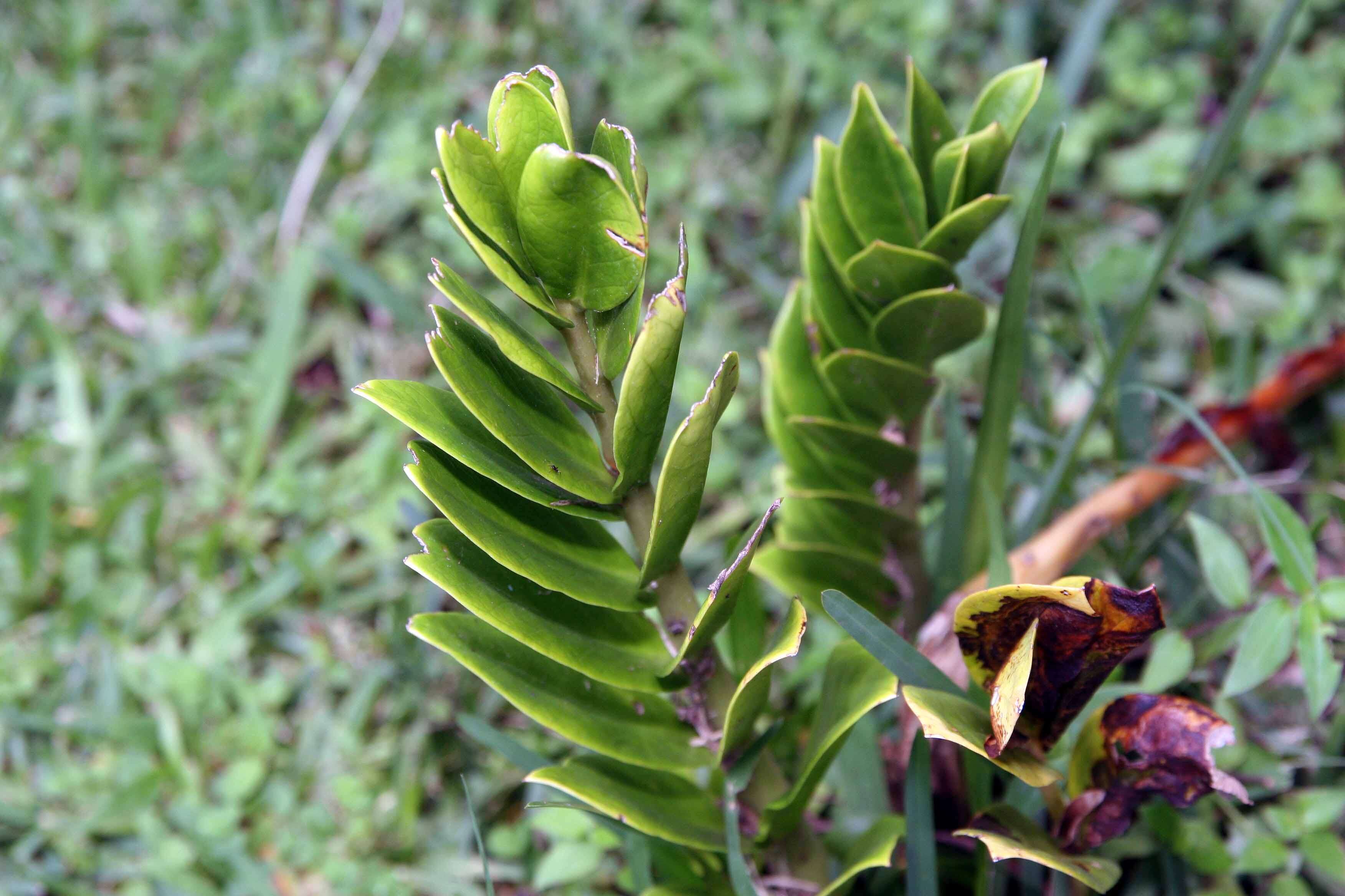 Image de Zamioculcas zamiifolia (G. Lodd.) Engl.