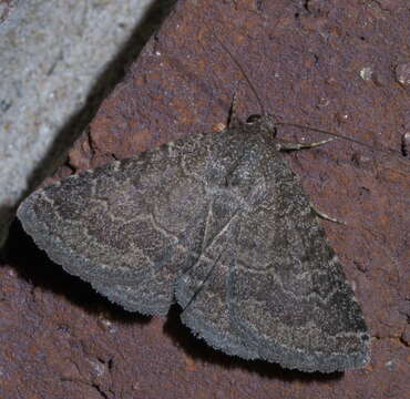 Image of Dusty Lined Matigramma