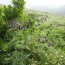 Solanum multifidum Lamarck resmi