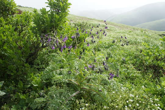 Solanum multifidum Lamarck resmi