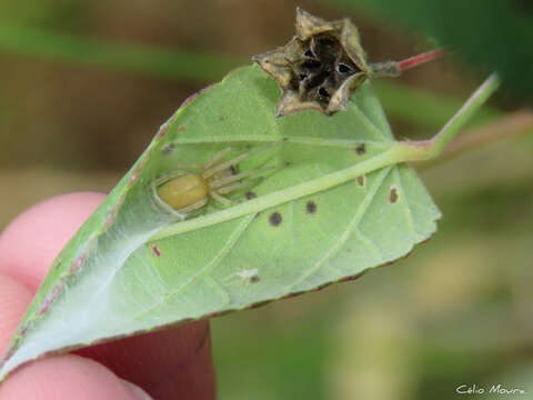 Слика од Cheiracanthium inclusum (Hentz 1847)