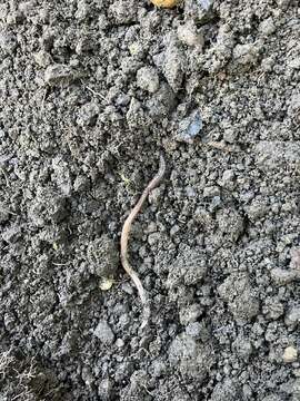 Image of Blackhead worm