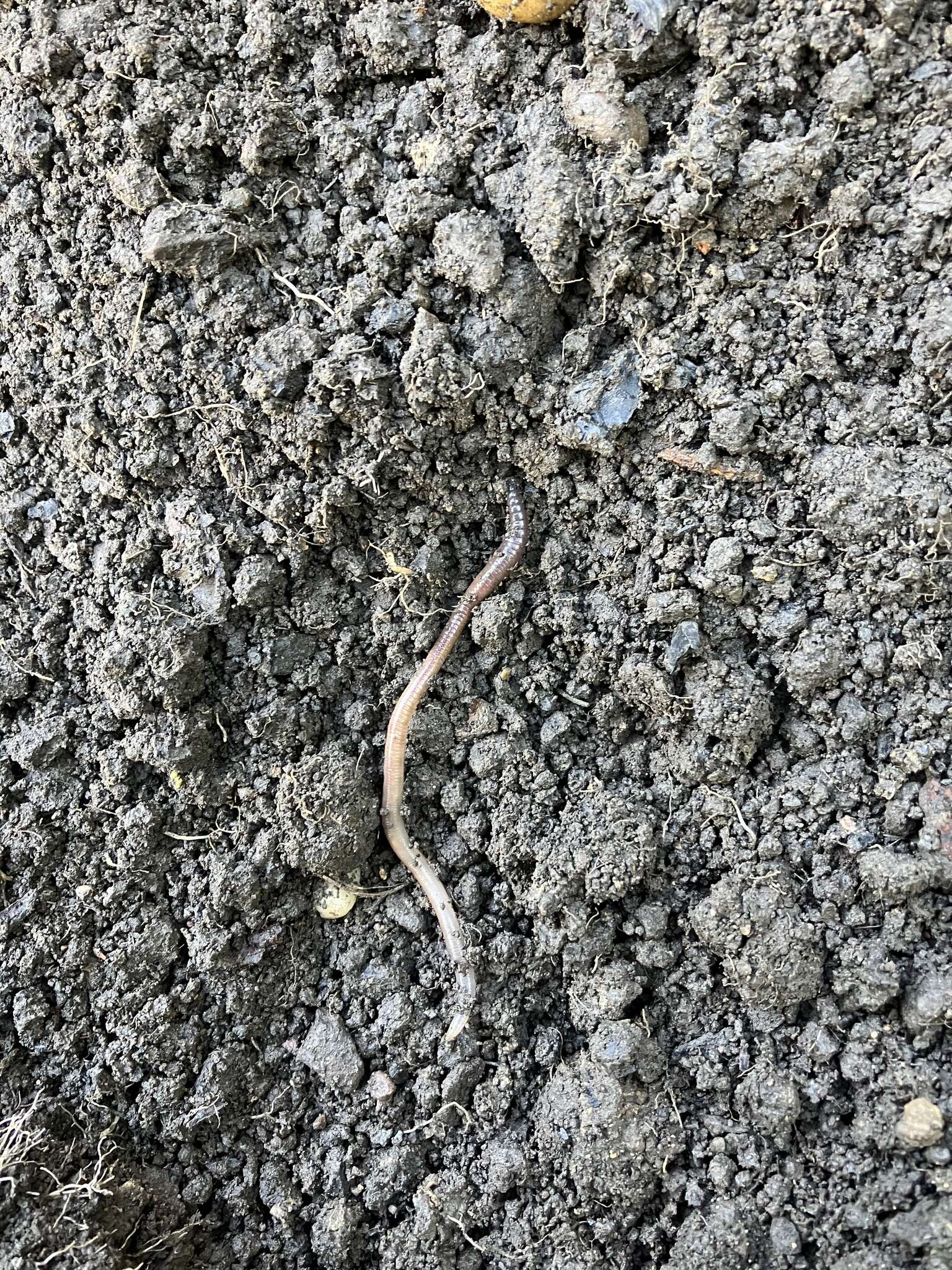 Image of Blackhead worm