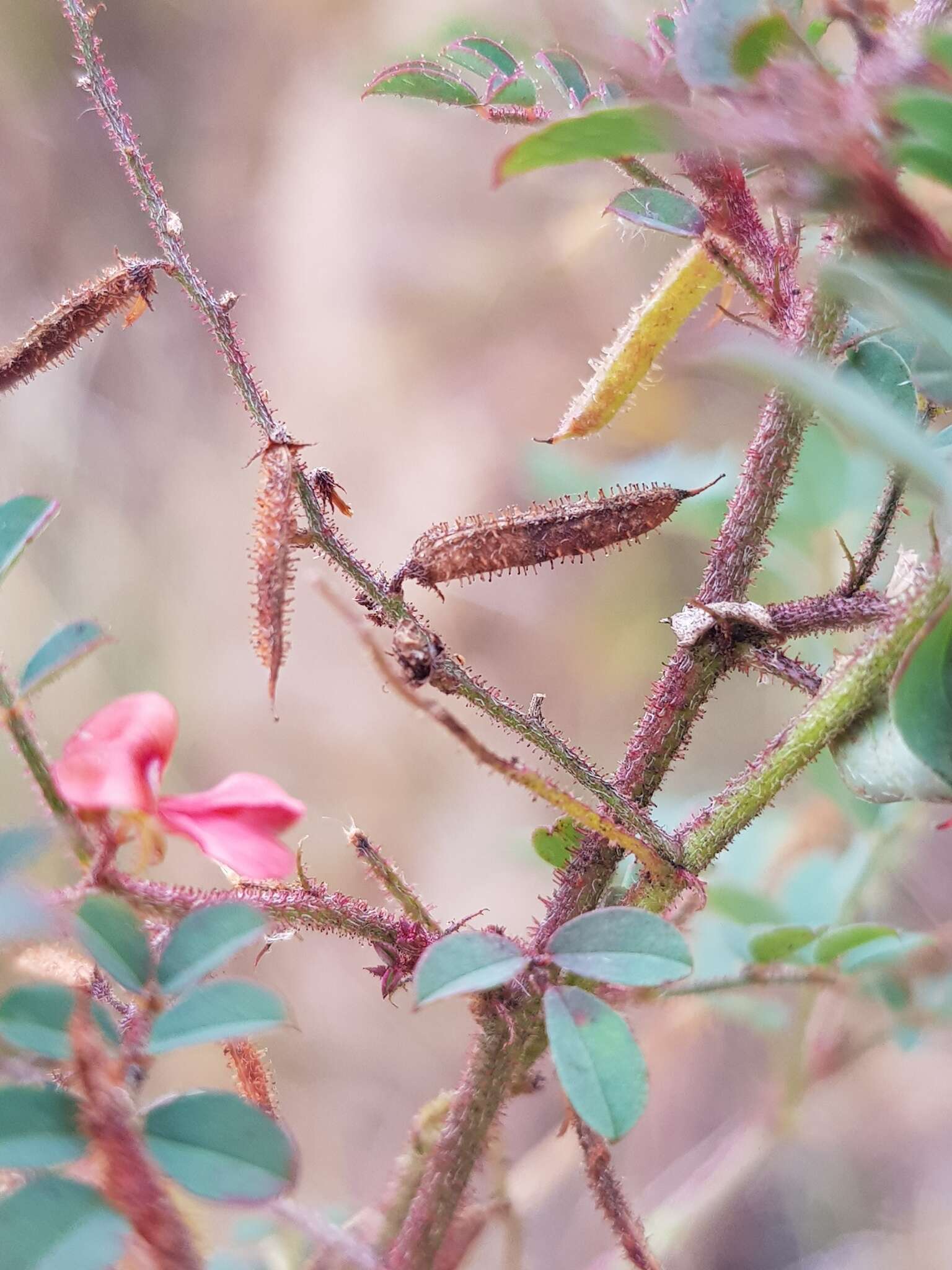 Sivun Indigofera adenoides Baker fil. kuva