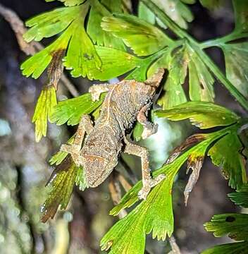 Image of South African Stumptail Chameleon