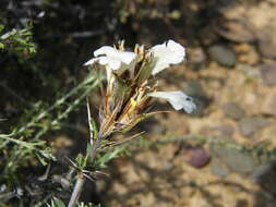 Blepharis capensis (L. fil.) Pers. resmi