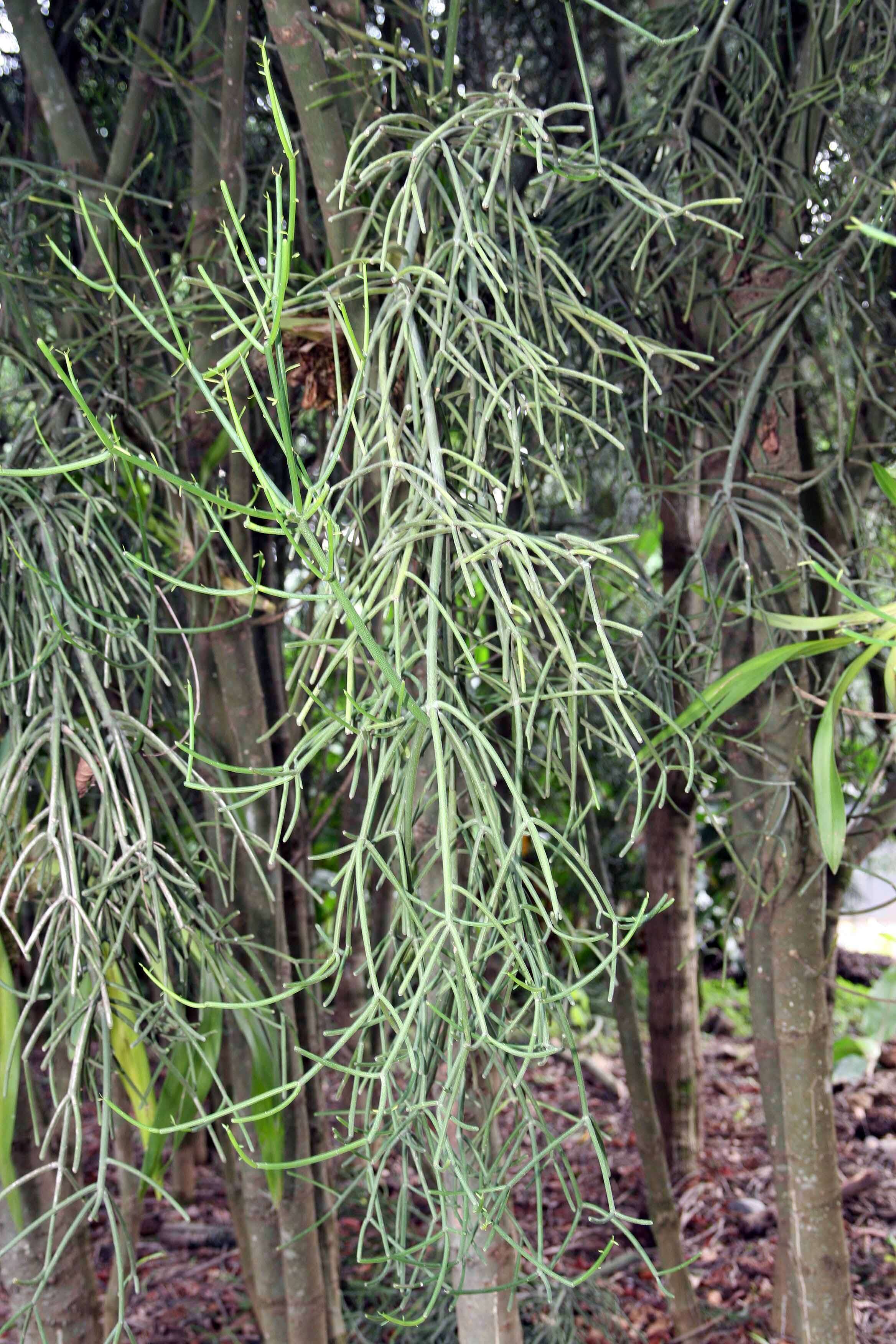 Image of Indiantree spurge