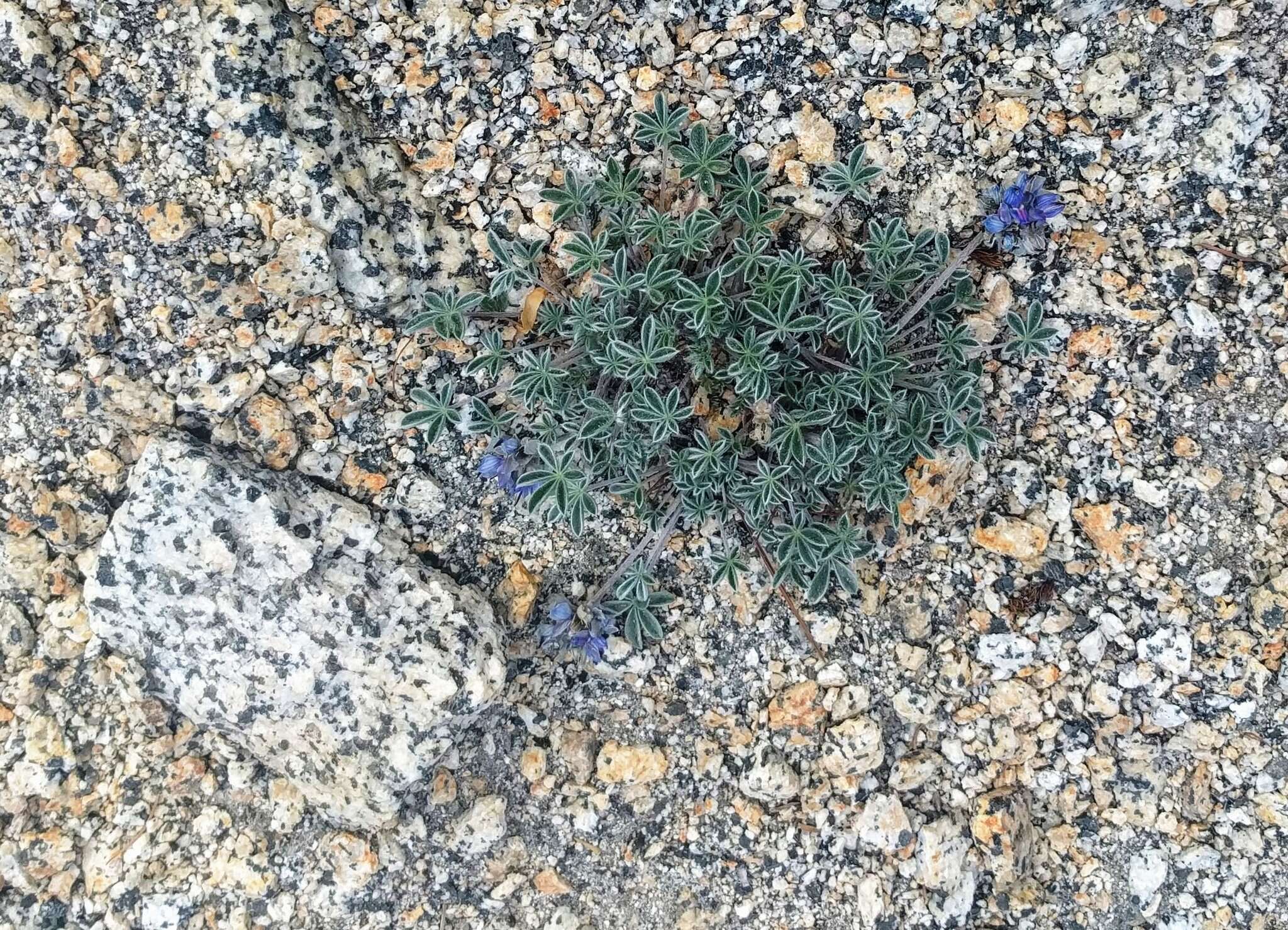 Image of Lupinus sellulus var. lobbii (S. Watson) B. J. Cox