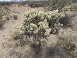 Image of Cylindropuntia bigelovii var. ciribe (Engelm. ex J. M. Coult.) Rebman