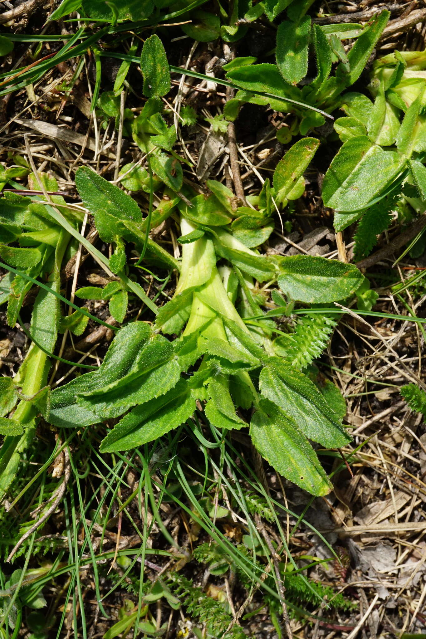 Ononis spinosa subsp. spinosa的圖片