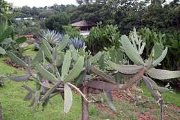 Image of Roving Pricklypear