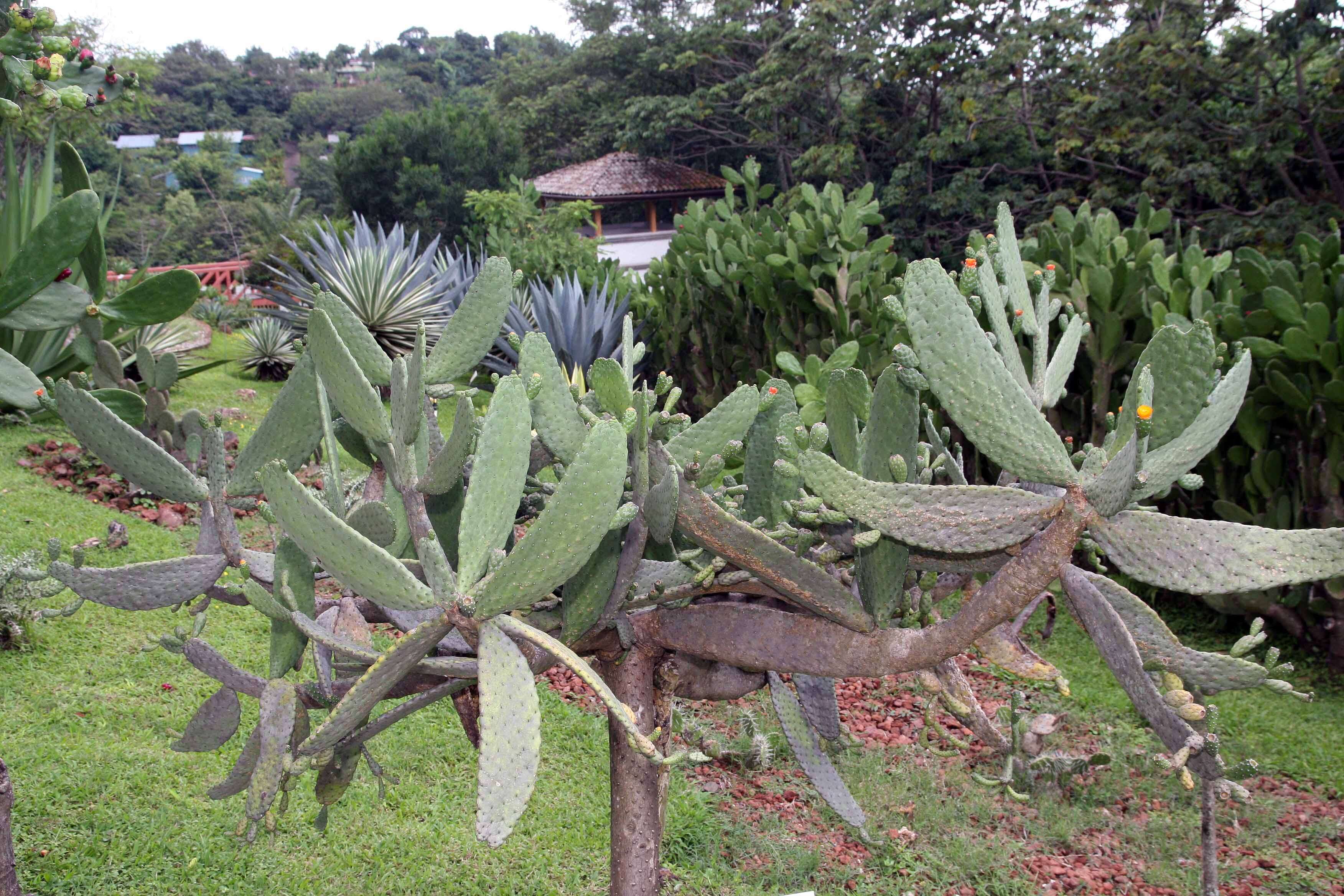 Image of Roving Pricklypear