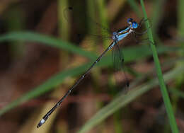 Слика од Lestes tenuatus Rambur 1842