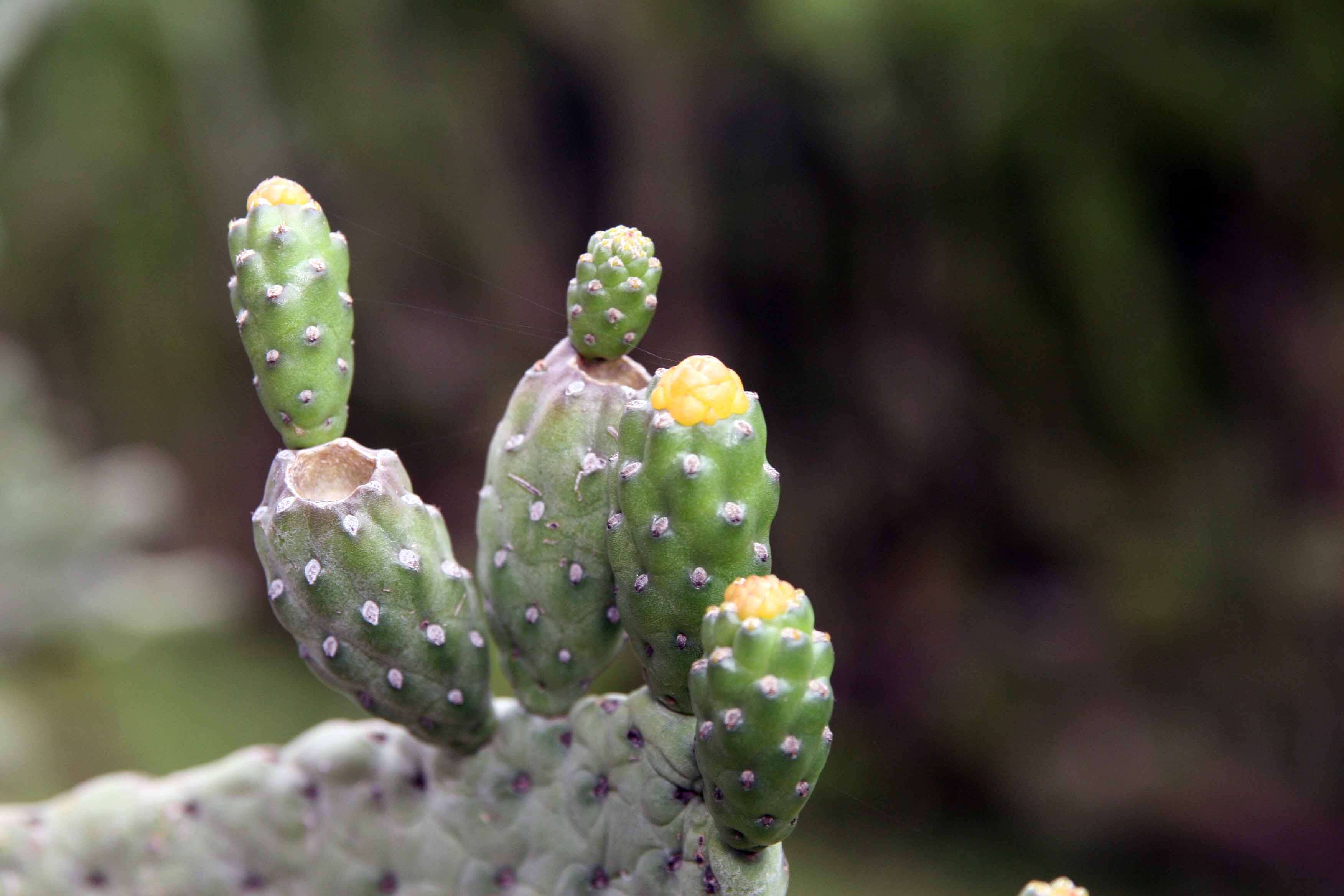 Image of Roving Pricklypear