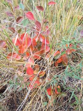 Cotoneaster acutifolius Turcz. resmi