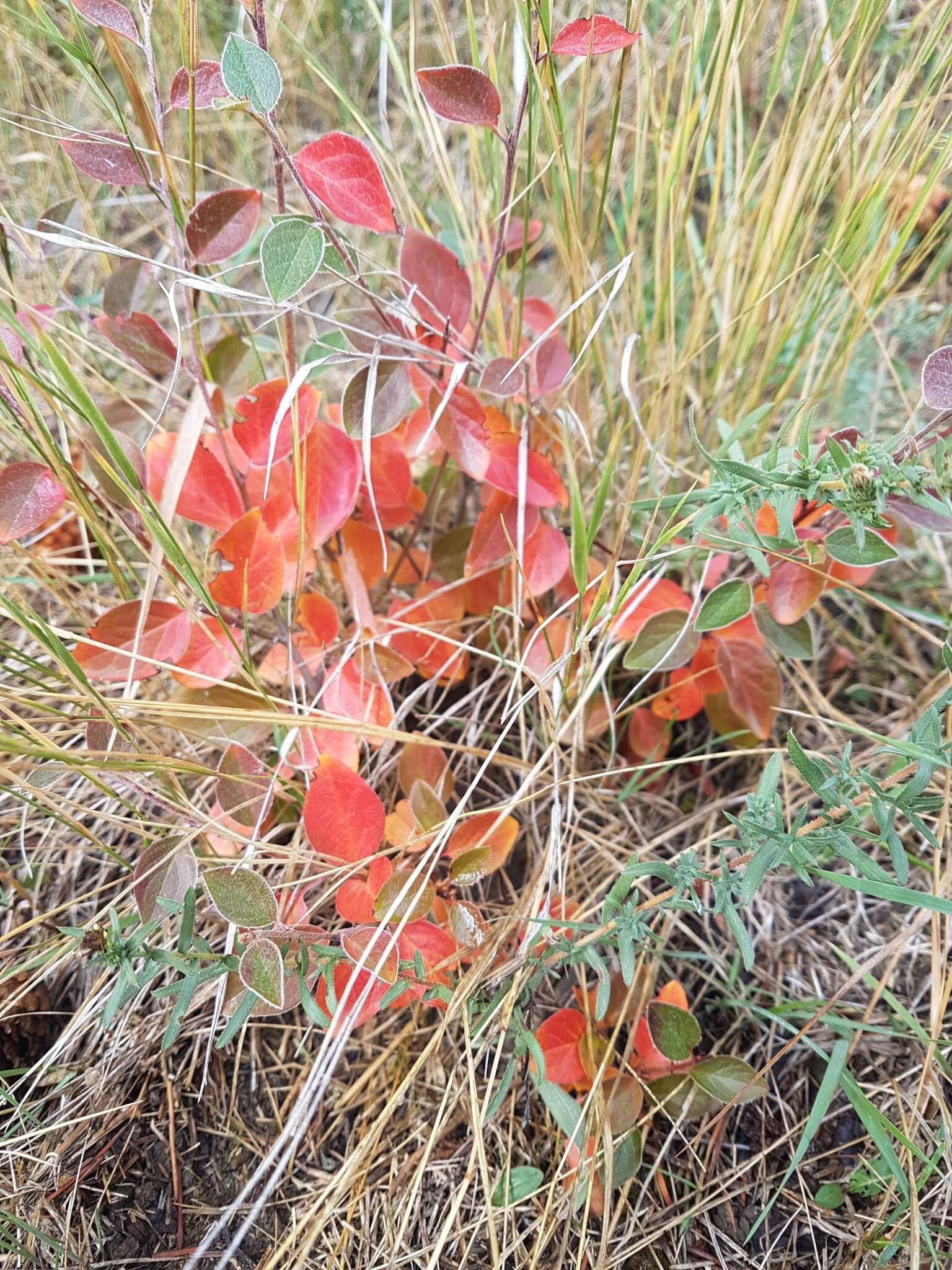 Image of Peking cotoneaster