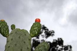 Image of Roving Pricklypear