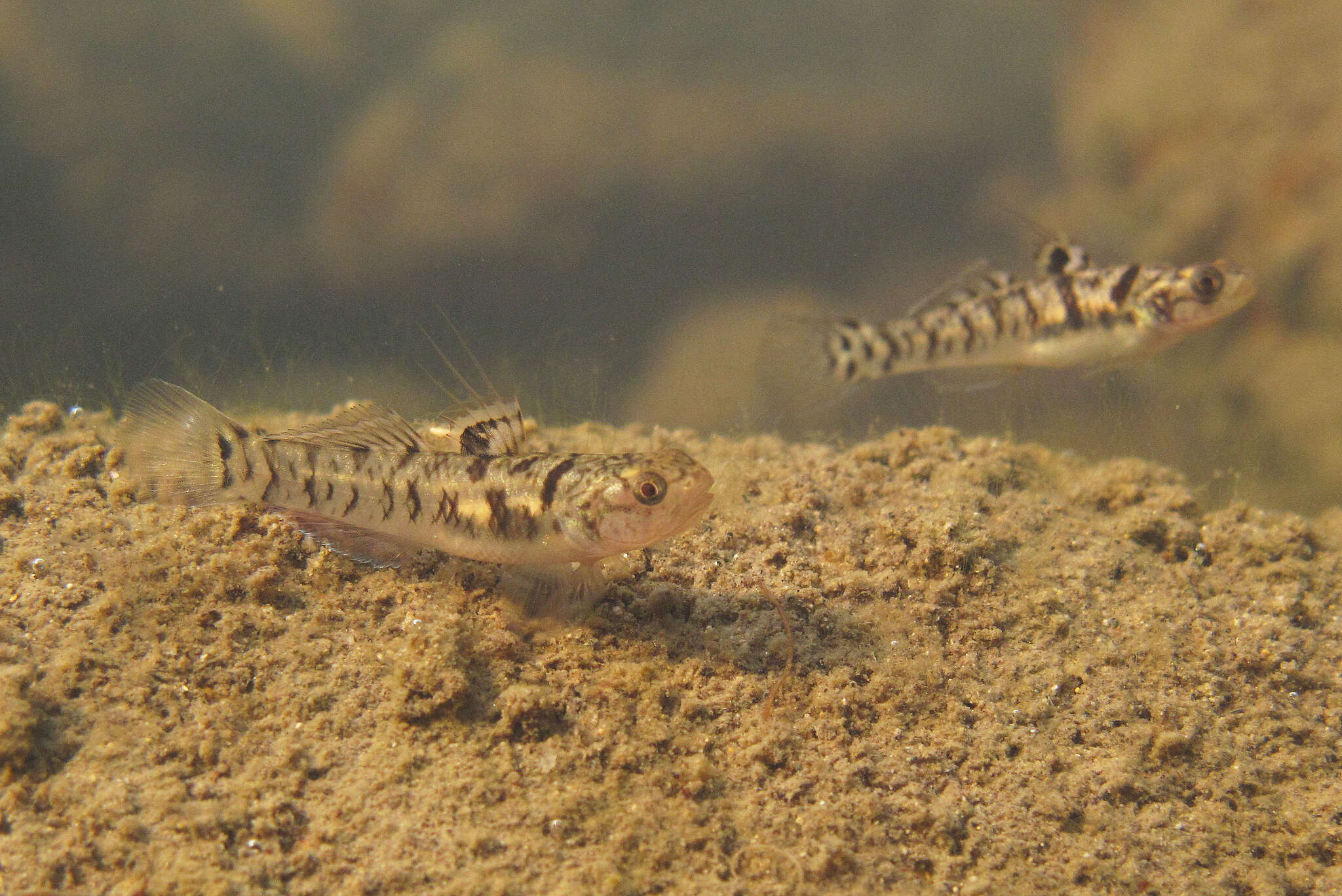 Image of Yellowstripe goby