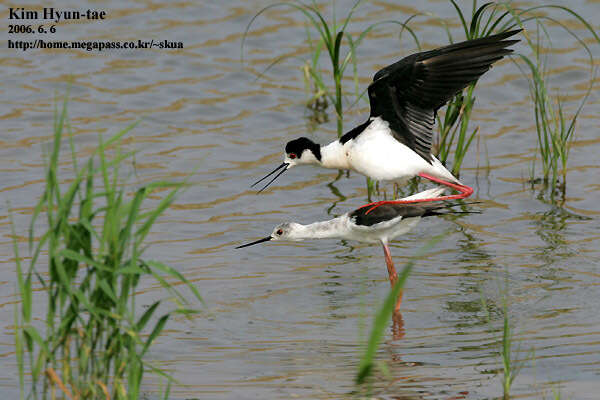 Image of Black-winged Stilt