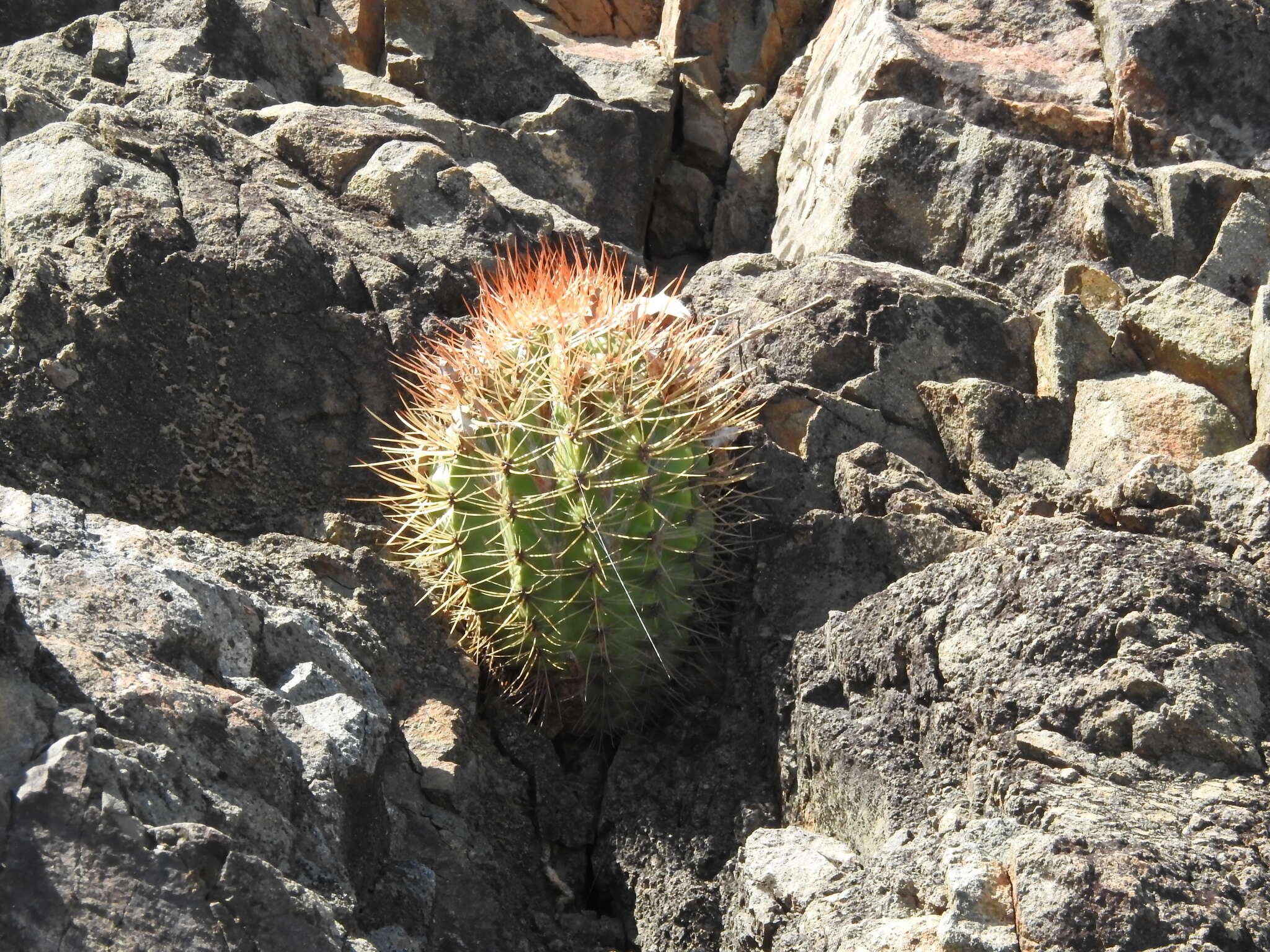 Image of Melocactus harlowii (Britton & Rose) Vaupel