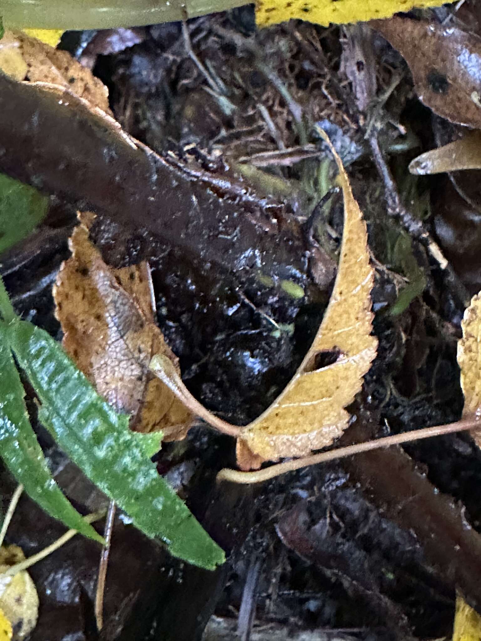 Image of Cornopteris banajaoensis (C. Chr.) K. Iwats. & M. G. Price