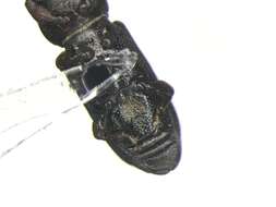 Image of Rhyncolus macrops Buchanan 1946