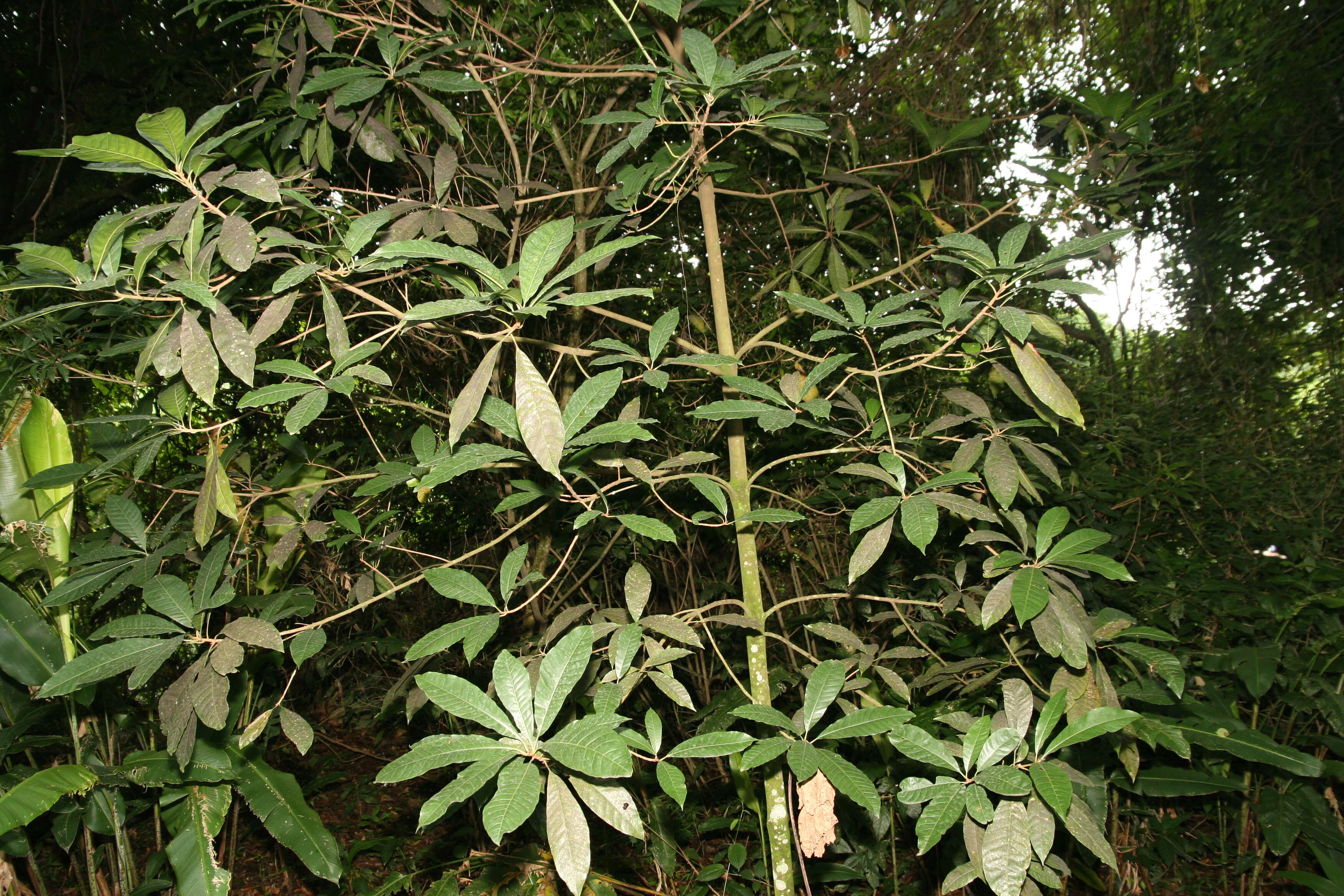 Image of mammee sapote