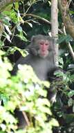 Image of Taiwan macaque