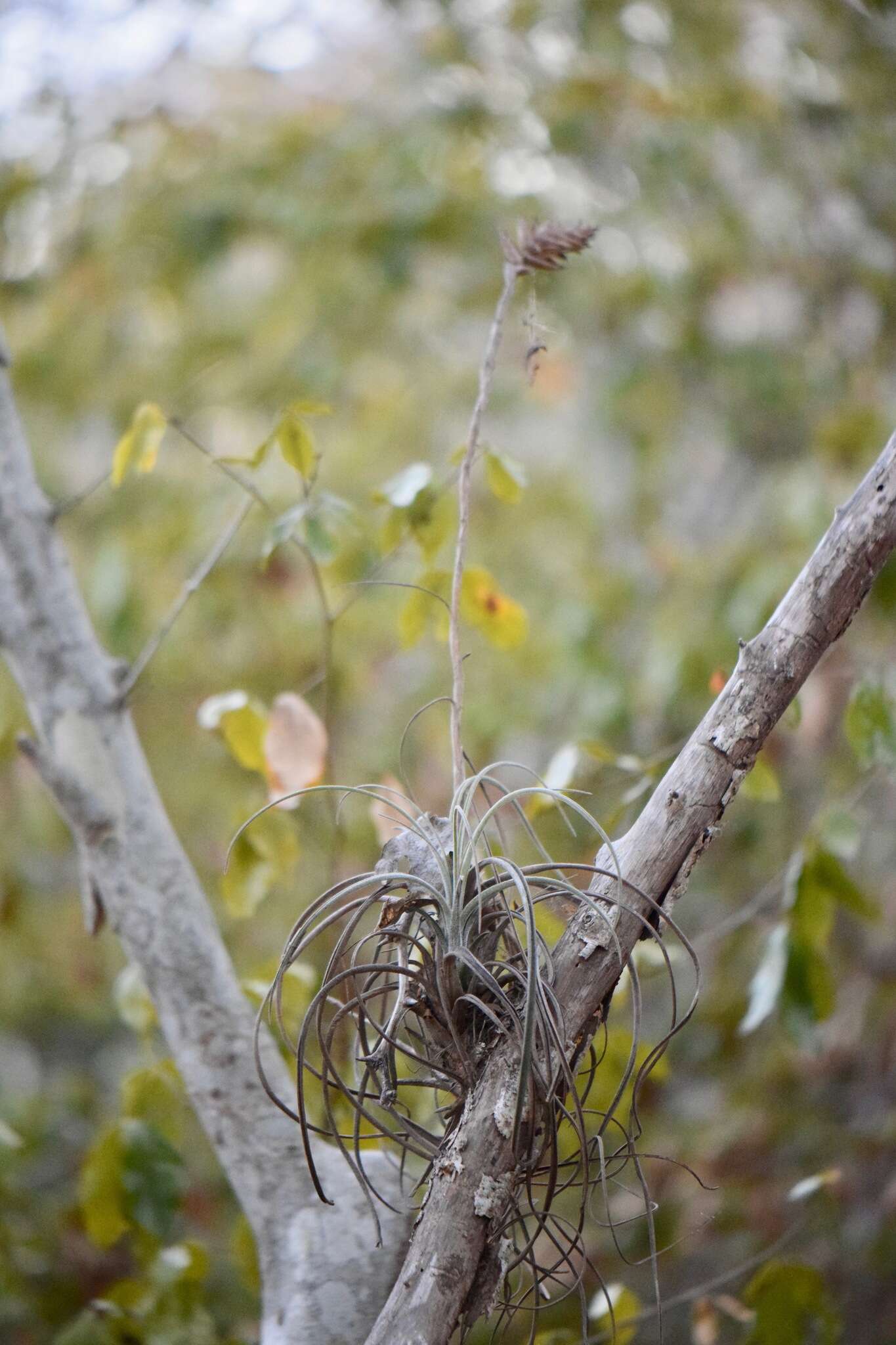 Tillandsia exserta Fernald resmi