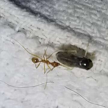 Pheidole vistana Forel 1914的圖片