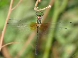 Image de Idionyx claudia Ris 1912