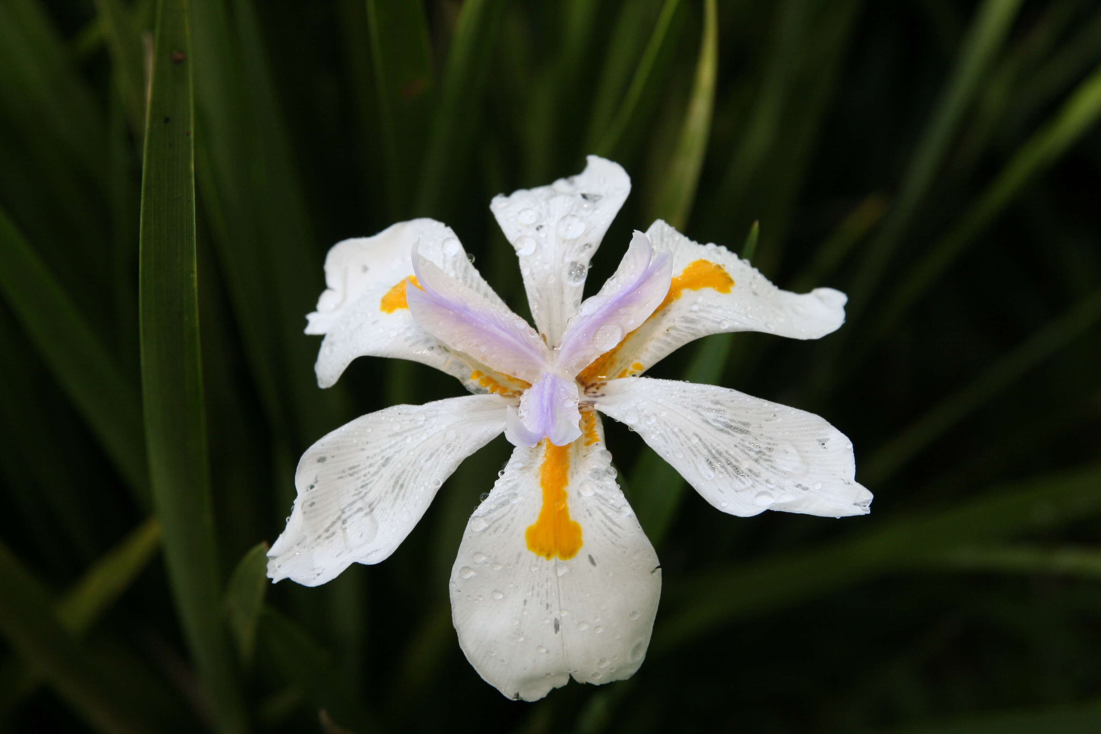 Image of Wild iris