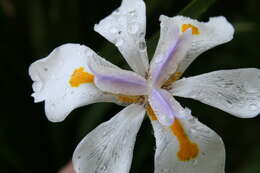 Image of Wild iris