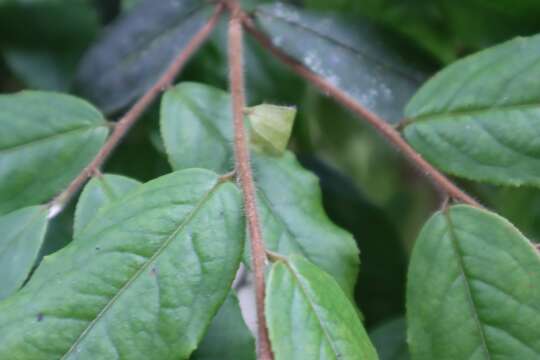 Image of Camellia salicifolia Champ. ex Benth.