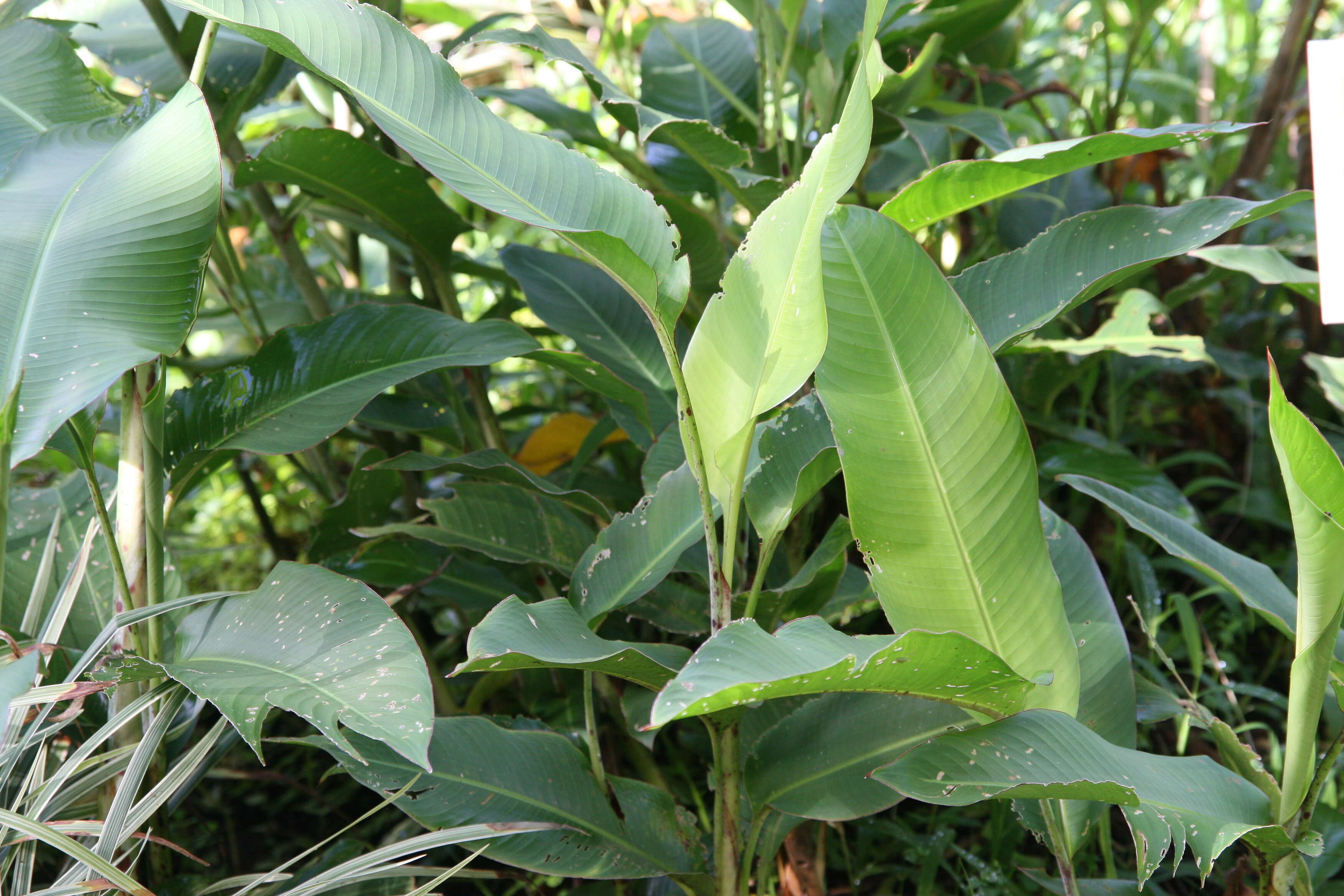 Plancia ëd Heliconia latispatha Benth.