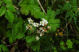 Plancia ëd Filipendula kiraishiensis Hayata