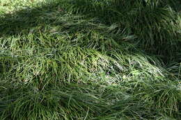 Image of Mondo Grass