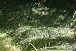 Image of Mondo Grass